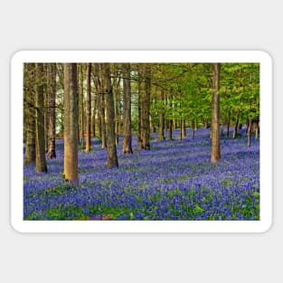 Bluebell Woods Greys Court Oxfordshire UK Sticker